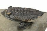Huge Zlichovaspis Trilobite With Paralejurus #243823-1